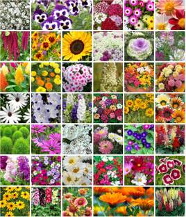 Aero Seeds Combo of 40 variety 3500+ flower with instruction manual. Seed