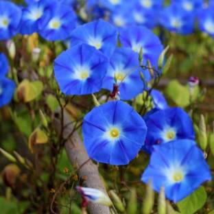 ACCELCROP Morning Glory Mixed Seed