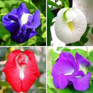 SREE Aparajita flower, Nilkantha flower, Pea flower, Clitoria ternatea Seed