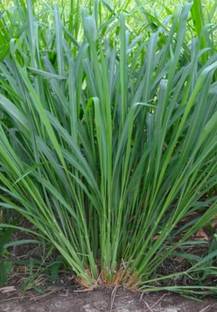 HYBRID 1kg Hybrid jwar grass animal Malti cutting grass seed highest yield, green grass Seed