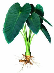 SREE Taro Root,Kachu Seed