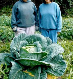 CYBEXIS Giant Cabbage Seeds -100 Seeds Seed