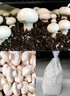 rrr Button mushroom seed,organic,Healthy,Vegetable Seed