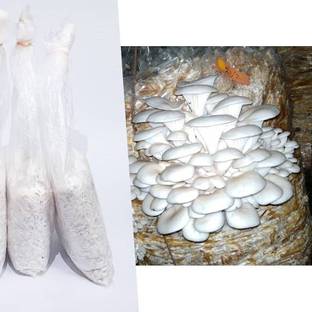 Arko Oyster Mushroom Spawn, High Yield Pleurotus Ostreatus, Edible CO2 Variety Seed