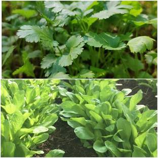 Vinca Art Coriander Seeds And Spinach Seeds Dhaniyalu/Dhania/Palak Seeds Seed
