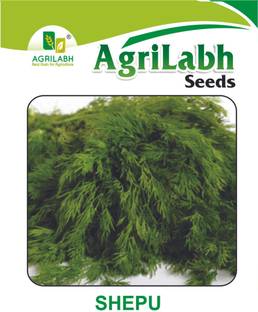 agrilabh SHEPU OR DILL LEAVES Seed