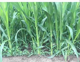 HYBRID 1kg, white SSG jawar seeds Malti cutting grass seed highest yield long plant Seed