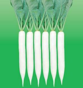 JD AGRO Radish Palak Patta Seed