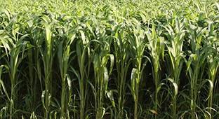 ibains Grass seed goat Seed