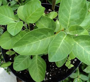 EasySeeds Ashwagandha, Indian Ginseng, Ajagandha, Kanaje Hindi, Samm Al Ferakh, Withania somnifera Seed Seed