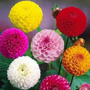 ZONATO Flower Zinnia Flower Mix Best Quality Premium Hybrid Seed