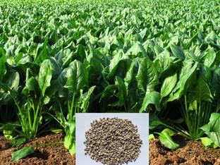 SONIRO hybird palak Seed