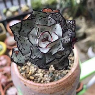 NooElec Seeds India All Seasons Savior Echeveria 'Nova Cluster' Succulent Seed