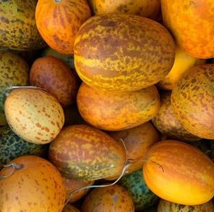 UGRA KACHRI Vegetable Seeds Seed