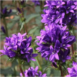WILLVINE ™ Bellflower Superba (Campanula Glomerata)-50 SEEDS Seed