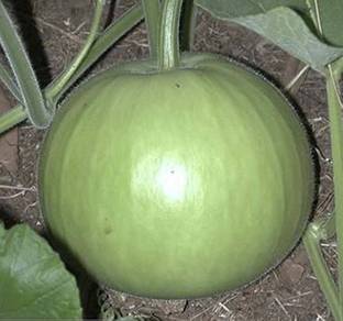 BJUBAS Bottle gourd seeds PACK OF 20 Seed