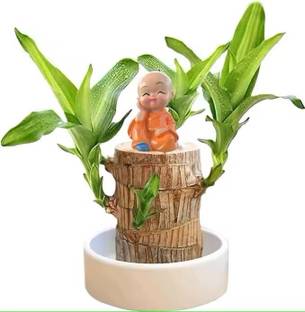 crockdile Brazilian Cherry Wood Plant: The Perfect Blend of Beauty and Resilience Seed