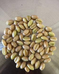 SHRI SANT SEEDS LLP Bread Wheat Variety Karan Shivangi (DBW359) For Sowing Farming & Agriculture Seed