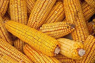 VibeX ® RXI-69 Corn Seeds Field Corn Seed