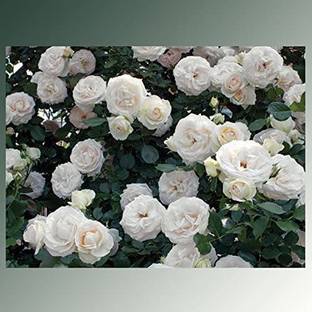 CYBEXIS KGF -3 - White Eden Climbing Rose - (100 Seeds) Seed