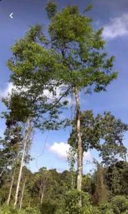 Pioneer Natural Agarwood, Agilawood, Agila Wood, Lignum Aquila Tree Seed