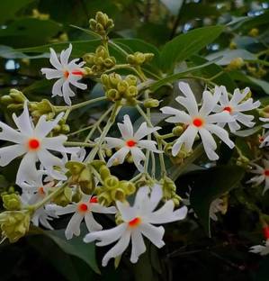 Arshiayat jasmine flower seeds Seed