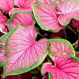 Oakwood Farms ® Imported Florida Sweetheart Caladium Beautiful Leafy Bulbs Seed