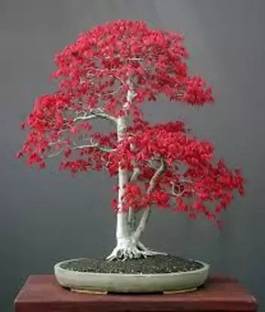 MAA Maple Seed