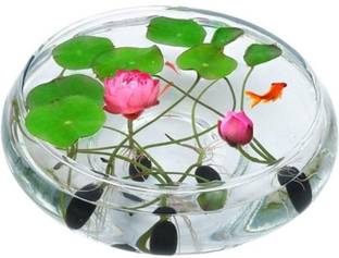 Mukul Tradus Lotus, Kamalgatta Flowering Plant Seeds Seed