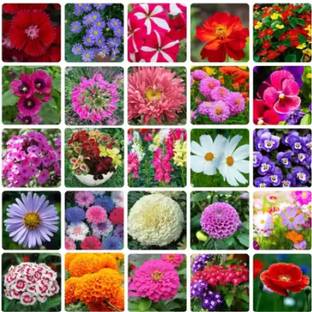 GROW-N-KNOW 25 Variety Of Flower Seeds Combo Pack Seed