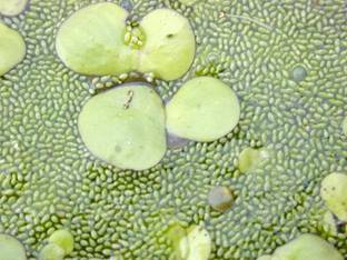 seedzone duckweed Seed