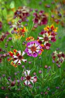 Mozette Exotic coreopsis Seed
