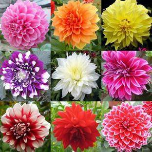 KANAYA Dahlia Seeds Hybrid Seed