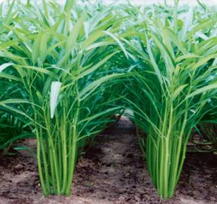 VibeX ® LXI-112 Water Convolvulus - Chinese Spinach Seed