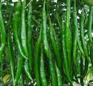 Wellspring CW45 CHILLI (MIRCH OR MIRCHI) SEED BEST QUALITY F1 HYBRID PRODUCER CHOICE SEED FOR YOUR HOME GARDENING. CHILLI IS FROM SOLANACEAE FAMILY AND ITS SCIENTIFIC NAME IS CAPSICUM FRUTESCENS. CHILLI IS A SPICE PLANT PACK OF 1 (15O SEEDS) Seed