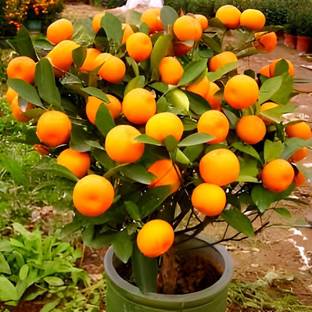 SHYAM Chinese bush orange Seed