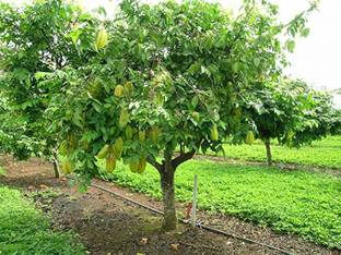 MAA Carambola, Star fruit Seed