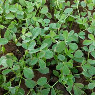 Aywal METHI Kasuri Seed