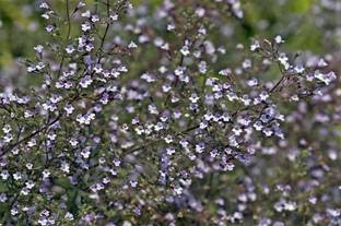 VibeX ® RXI-401 Blue Cloud Calamint - Mountain Mint Seed