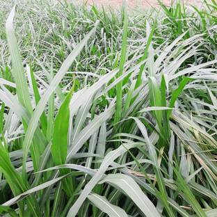 ibains Buffalo grass seeds Seed