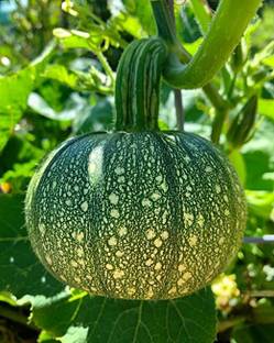 Aywal Organic Pumpkin Seeds Kaddu Kolu Seed
