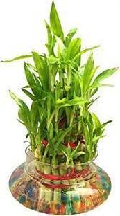Bamboo lucky bamboo Seed