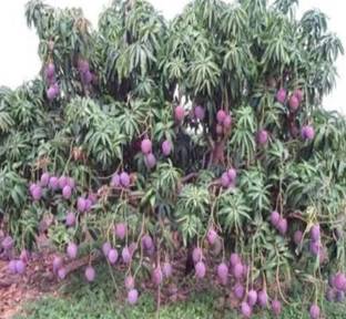 Aam ka beej F1 mango seed highest yield Verity very testy fruit 4 pc seeds Seed