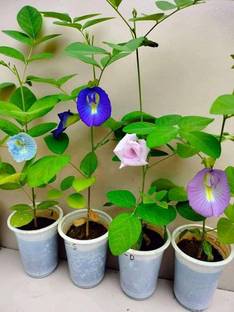 Seedsilk Double Petal Aparajita seeds/Aprajita Shankhpushpi Hybrid Butterfly Pea Seed