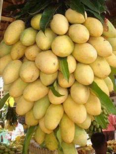 AAM Beej hybrid mango seeds highest yield Verity fruit size good very testy 1pc seed Seed