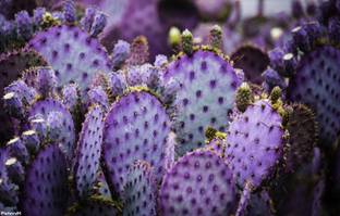 NooElec Seeds India All Seasons Prickly Pear Cactus "Santa Rita" Seed