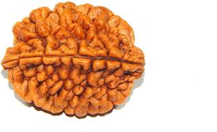 Urancia Two Mukhi 2 Mukhi Rudraksh 17.6ct Nepal bead Big Size For Pooja Seed