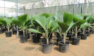 BDSresolve Areca Palm Indoor Live Plant seeds/palm seed 12 Seed