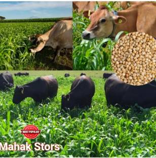 SSG 1kg, Jowar SSG sorghum Sudan animal grass very tasty grass Seed