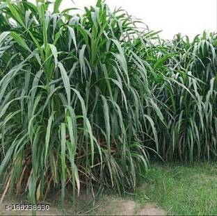 SRI SAI FORESTRY SUPER NAPIER GRASS SEED 500G, MULTI CUT, Tall Growing Grass Seed